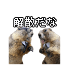 漫才師マーモット その2（個別スタンプ：19）
