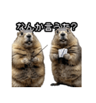 漫才師マーモット その2（個別スタンプ：21）