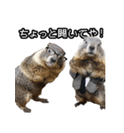漫才師マーモット その2（個別スタンプ：23）