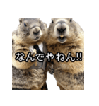 漫才師マーモット その2（個別スタンプ：24）