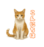 猫ちゃんスタンプ（茶トラ白）（個別スタンプ：1）