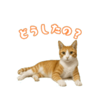 猫ちゃんスタンプ（茶トラ白）（個別スタンプ：2）