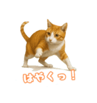 猫ちゃんスタンプ（茶トラ白）（個別スタンプ：4）