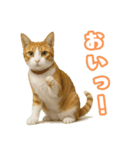 猫ちゃんスタンプ（茶トラ白）（個別スタンプ：5）