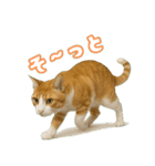 猫ちゃんスタンプ（茶トラ白）（個別スタンプ：6）