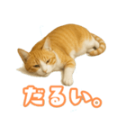猫ちゃんスタンプ（茶トラ白）（個別スタンプ：7）