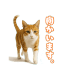 猫ちゃんスタンプ（茶トラ白）（個別スタンプ：8）