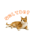 猫ちゃんスタンプ（茶トラ白）（個別スタンプ：9）