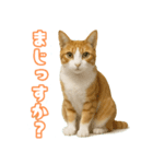 猫ちゃんスタンプ（茶トラ白）（個別スタンプ：10）