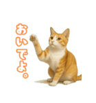 猫ちゃんスタンプ（茶トラ白）（個別スタンプ：11）