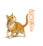 猫ちゃんスタンプ（茶トラ白）（個別スタンプ：12）