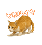 猫ちゃんスタンプ（茶トラ白）（個別スタンプ：13）