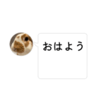 ドッキリ専用です。うさぎのフッくん（個別スタンプ：1）