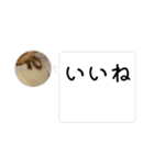 ドッキリ専用です。うさぎのフッくん（個別スタンプ：3）