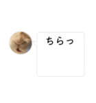 ドッキリ専用です。うさぎのフッくん（個別スタンプ：5）