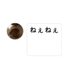 ドッキリ専用です。うさぎのフッくん（個別スタンプ：6）
