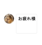 ドッキリ専用です。うさぎのフッくん（個別スタンプ：7）