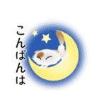 色々な猫1-4 長毛-垂れ耳-白に茶ぶち（個別スタンプ：7）