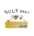 色々な猫1-4 長毛-垂れ耳-白に茶ぶち（個別スタンプ：8）