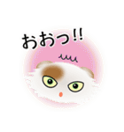 色々な猫1-4 長毛-垂れ耳-白に茶ぶち（個別スタンプ：10）