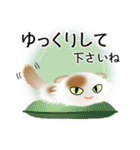 色々な猫1-4 長毛-垂れ耳-白に茶ぶち（個別スタンプ：12）