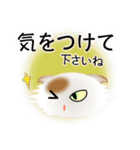 色々な猫1-4 長毛-垂れ耳-白に茶ぶち（個別スタンプ：14）