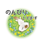 色々な猫1-4 長毛-垂れ耳-白に茶ぶち（個別スタンプ：19）