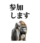 釣り☆ゴリラ【BIG】（個別スタンプ：10）
