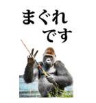 釣り☆ゴリラ【BIG】（個別スタンプ：30）