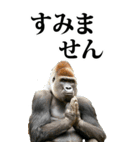 釣り☆ゴリラ【BIG】（個別スタンプ：31）
