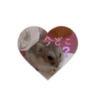 ハムのアニメーションスタンプ（個別スタンプ：13）