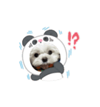マルチーズの風太（個別スタンプ：3）