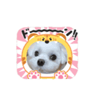 マルチーズの風太（個別スタンプ：9）