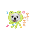 マルチーズの風太（個別スタンプ：10）