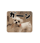 マルチーズの風太（個別スタンプ：13）