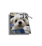 マルチーズの風太（個別スタンプ：14）