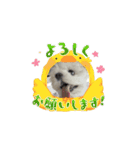 マルチーズの風太（個別スタンプ：15）