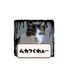 きらら嬢のアニメーションスタンプ（個別スタンプ：11）