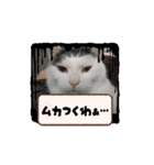 べる君のアニメーションスタンプ（個別スタンプ：11）