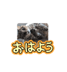 Ko-Tzy 3（個別スタンプ：1）