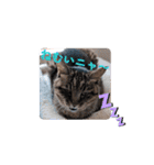 Ko-Tzy 3（個別スタンプ：3）