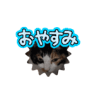 Ko-Tzy 3（個別スタンプ：4）