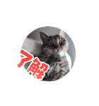 Ko-Tzy 3（個別スタンプ：10）