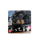 mameta（まめ太）（個別スタンプ：4）