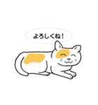 ネコだから「毎日送りやすい」スタンプ（個別スタンプ：13）
