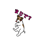 ハート柄のジャックラッセルテリア2（個別スタンプ：6）