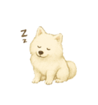 サモエド犬で感情と日常使い（個別スタンプ：4）