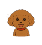 表情で話せるトイプードル（個別スタンプ：1）