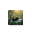 Berry Life Animated Stickers.ベリー癒し（個別スタンプ：12）