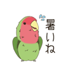 コザクラインコ(まっちゃ)（個別スタンプ：5）